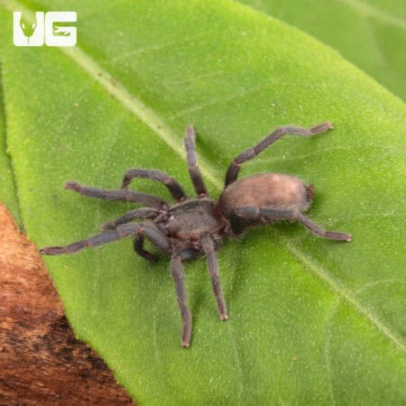 Middle East Gold Tarantulas (Chatopelma olivaceum) For Sale - Underground Reptiles
