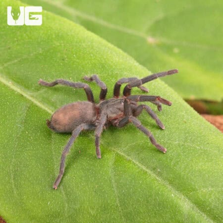 Middle East Gold Tarantulas (Chatopelma olivaceum) For Sale - Underground Reptiles