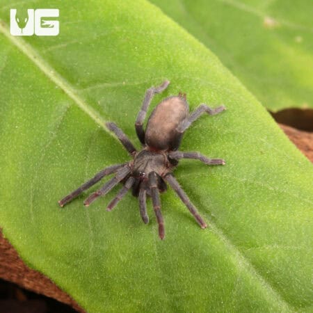 Middle East Gold Tarantulas (Chatopelma olivaceum) For Sale - Underground Reptiles