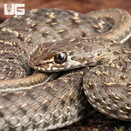 Montpellier Snake For Sale - Underground Reptiles