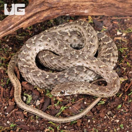 Montpellier Snake For Sale - Underground Reptiles