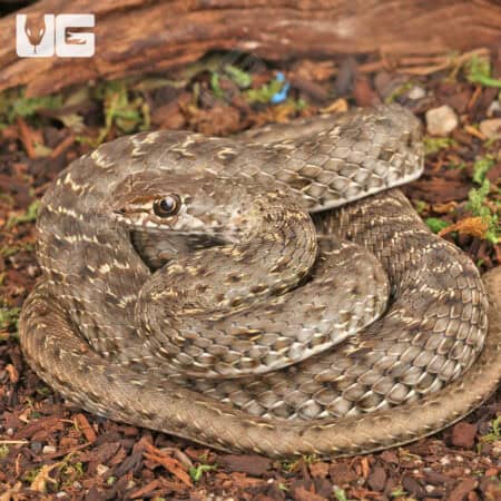 Montpellier Snake For Sale - Underground Reptiles