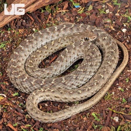 Montpellier Snake For Sale - Underground Reptiles