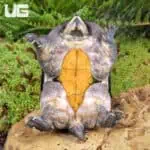 Narrow-Bridged Mexican Musk Turtles (Claudius angustatus) For Sale - Underground Reptiles