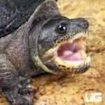 Narrow-Bridged Mexican Musk Turtles (Claudius angustatus) For Sale - Underground Reptiles