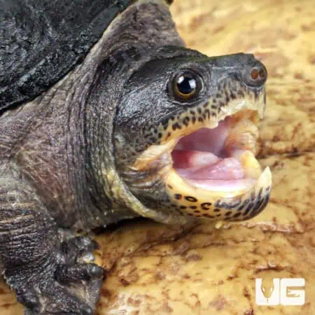 Narrow-Bridged Mexican Musk Turtles (Claudius angustatus) For Sale - Underground Reptiles