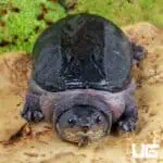 Narrow-Bridged Mexican Musk Turtles (Claudius angustatus) For Sale - Underground Reptiles