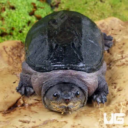 Narrow-Bridged Mexican Musk Turtles (Claudius angustatus) For Sale - Underground Reptiles