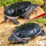 Narrow-Bridged Mexican Musk Turtles (Claudius angustatus) For Sale - Underground Reptiles