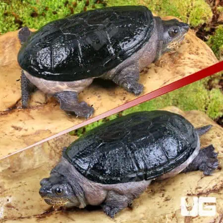 Narrow-Bridged Mexican Musk Turtles (Claudius angustatus) For Sale - Underground Reptiles