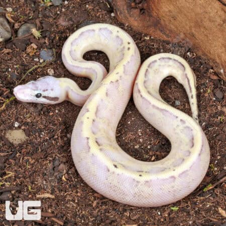 Baby Pastel Super Spark Ball Python (Python regius) For Sale - Underground Reptiles