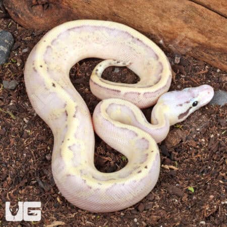 Baby Pastel Super Spark Ball Python (Python regius) For Sale - Underground Reptiles