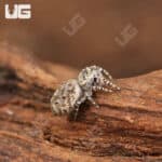 Peppered Jumping Spider For Sale - Underground Reptiles