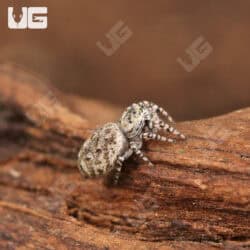Peppered Jumping Spider For Sale - Underground Reptiles