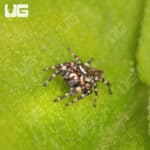 Peppered Jumping Spider For Sale - Underground Reptiles