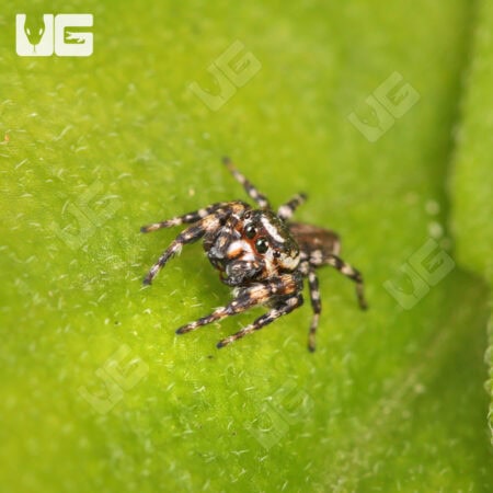 Peppered Jumping Spider For Sale - Underground Reptiles