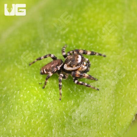 Peppered Jumping Spider For Sale - Underground Reptiles