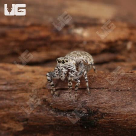 Peppered Jumping Spider For Sale - Underground Reptiles
