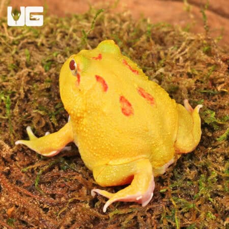 Pikachu Pacman Frogs for sale - Underground Reptiles