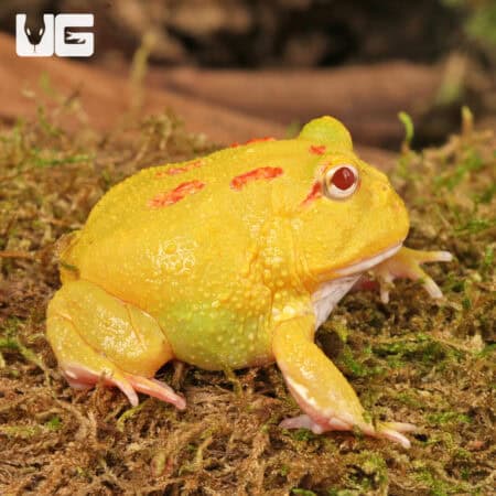 Pikachu Pacman Frogs for sale - Underground Reptiles