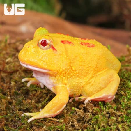 Pikachu Pacman Frogs for sale - Underground Reptiles