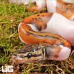 Baby Spinner Pied Ball Python For Sale - Underground Reptiles