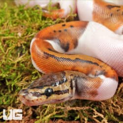 Baby Spinner Pied Ball Python For Sale - Underground Reptiles
