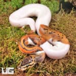 Baby Spinner Pied Ball Python For Sale - Underground Reptiles