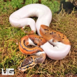 Baby Spinner Pied Ball Python For Sale - Underground Reptiles