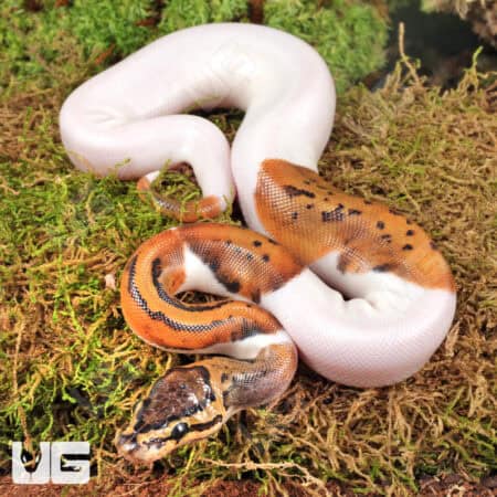 Baby Spinner Pied Ball Python For Sale - Underground Reptiles
