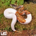 Baby Spinner Pied Ball Python For Sale - Underground Reptiles