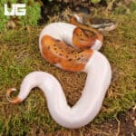 Baby Spinner Pied Ball Python For Sale - Underground Reptiles