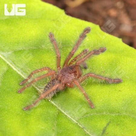 Singapore Blue Tarantulas For Sale - Underground Reptiles