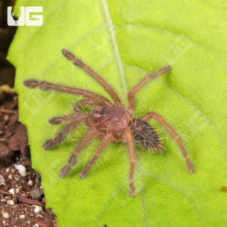 Singapore Blue Tarantulas For Sale - Underground Reptiles