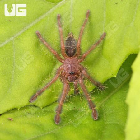 Singapore Blue Tarantulas For Sale - Underground Reptiles