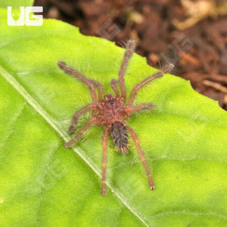 Singapore Blue Tarantulas For Sale - Underground Reptiles