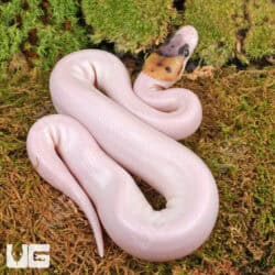 Baby Spider Pied Poss Pinstripe Ball Python For Sale - Underground Reptiles