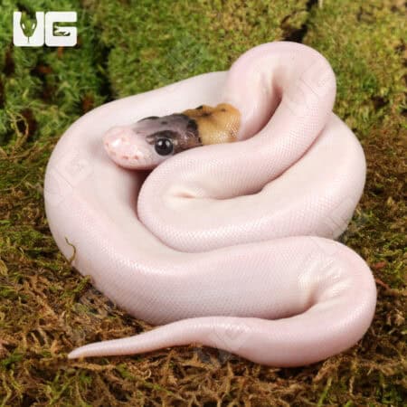 Baby Spider Pied Poss Pinstripe Ball Python For Sale - Underground Reptiles