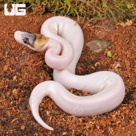 Baby Spider Pied Poss Pinstripe Ball Python For Sale - Underground Reptiles