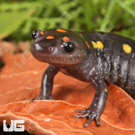 Spotted Salamander For Sale - Underground Reptiles