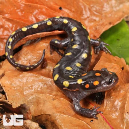 Spotted Salamander For Sale - Underground Reptiles