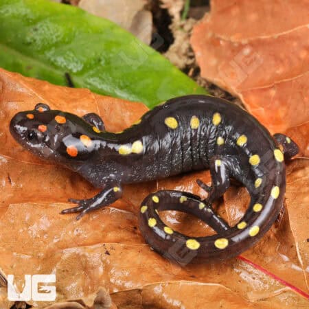 Spotted Salamander For Sale - Underground Reptiles