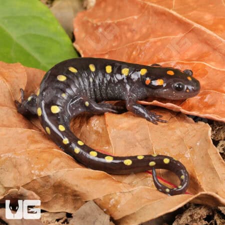 Spotted Salamander For Sale - Underground Reptiles