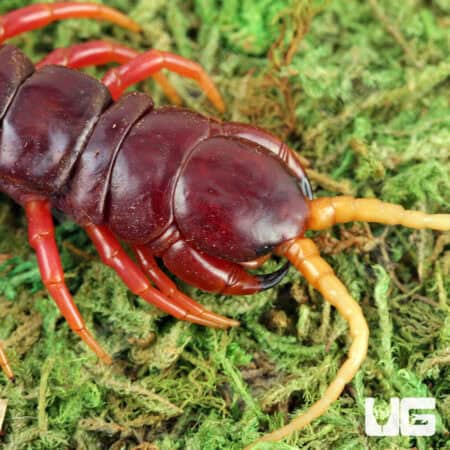 Sumatran Purple Centipede (Scolopendra subspinipes) For Sale - Underground Reptiles