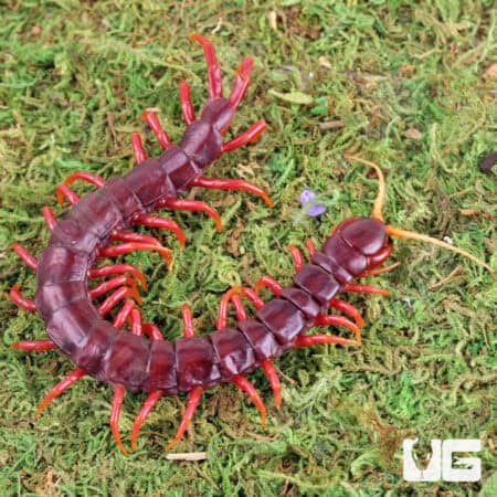 Sumatran Purple Centipede (Scolopendra subspinipes) For Sale - Underground Reptiles