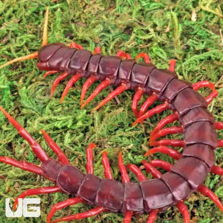 Sumatran Purple Centipede (Scolopendra subspinipes) For Sale - Underground Reptiles