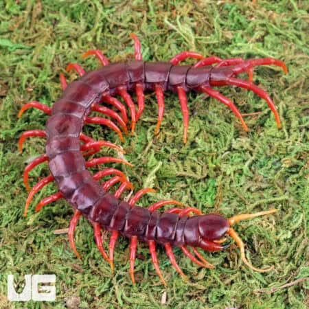 Sumatran Purple Centipede (Scolopendra subspinipes) For Sale - Underground Reptiles