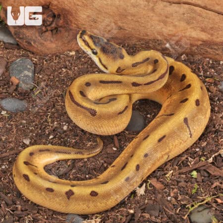 Baby Male Super Enchi Spider Ball Python (Python regius) For Sale - Underground Reptiles