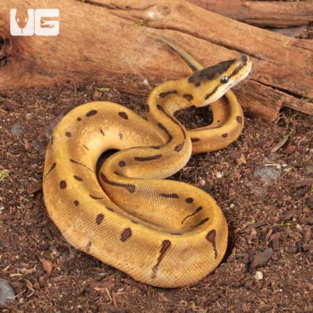 Baby Male Super Enchi Spider Ball Python (Python regius) For Sale - Underground Reptiles