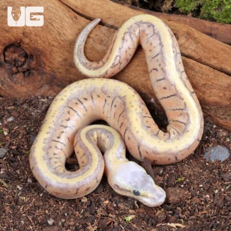 Baby Male Super Pastel Pinstripe Ball Python (KillerBlast) (Python regius) For Sale - Underground Reptiles